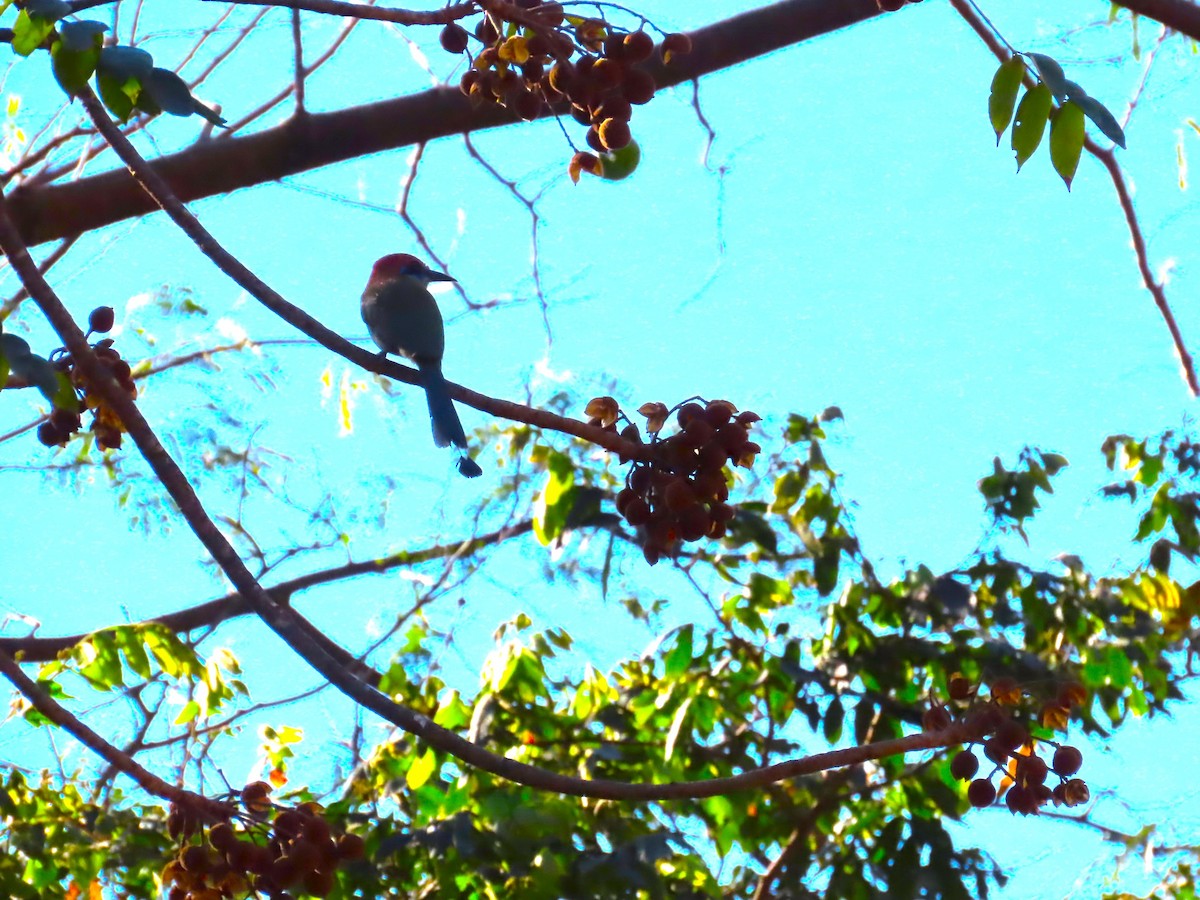 Russet-crowned Motmot - ML632004415