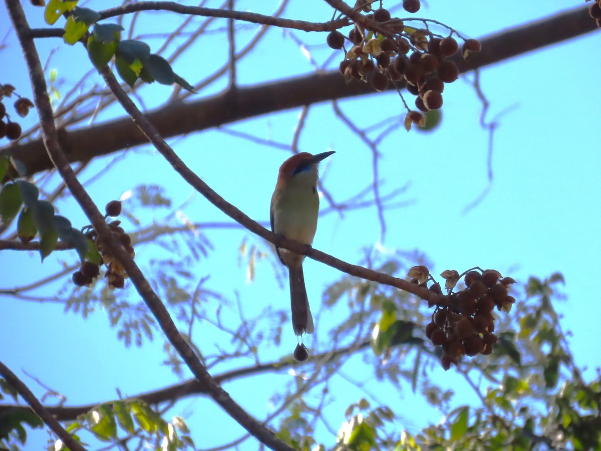 Russet-crowned Motmot - ML632004416