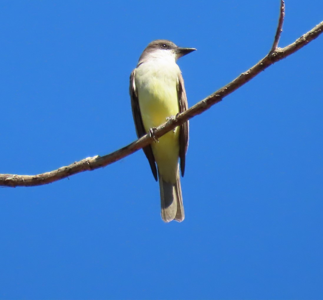 Thick-billed Kingbird - ML632004437