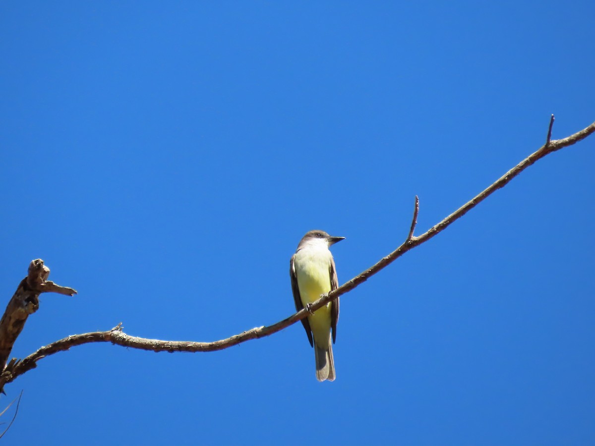 Thick-billed Kingbird - ML632004440
