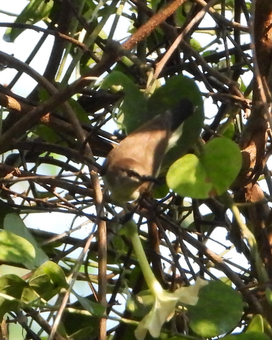 Purple-rumped Sunbird - ML632004446