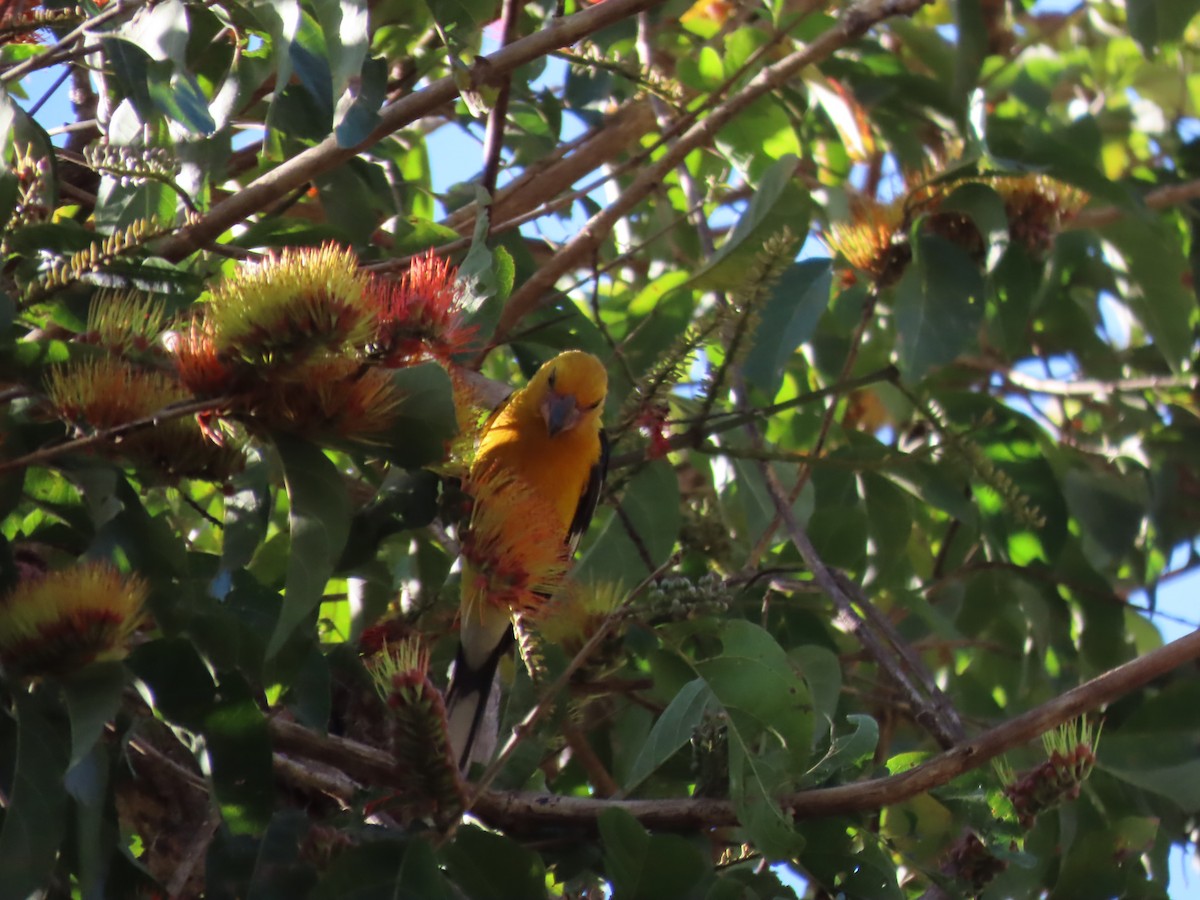 Yellow Grosbeak - ML632004449