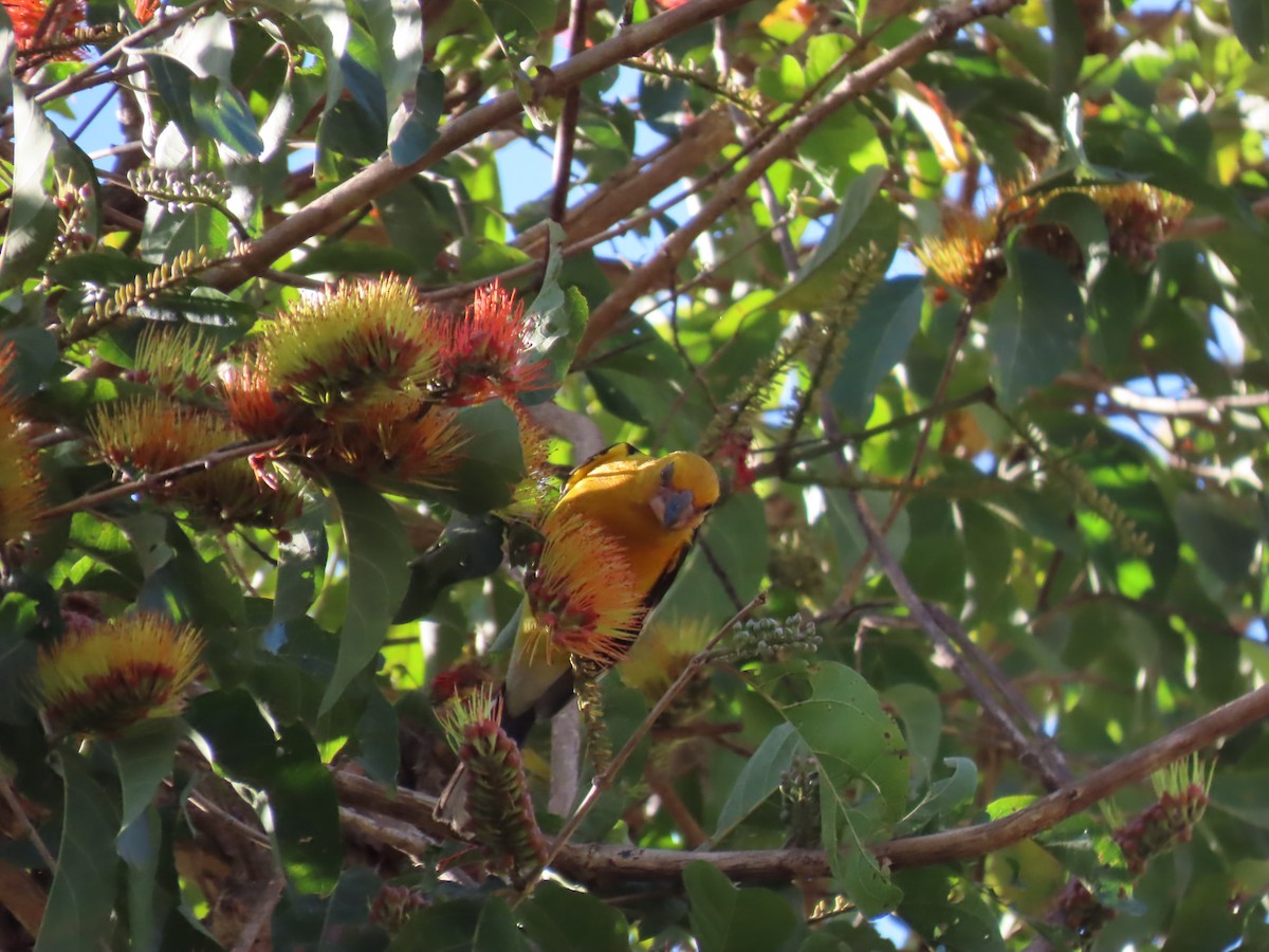 Yellow Grosbeak - ML632004451