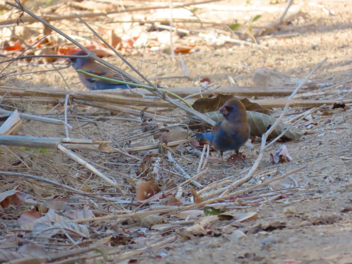Blue Grosbeak - ML632004457