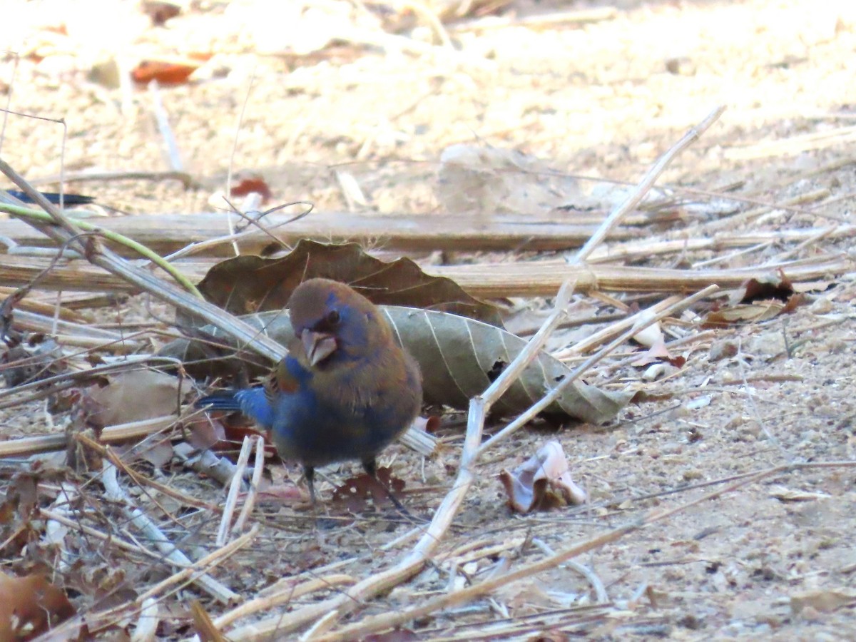 Blue Grosbeak - ML632004458