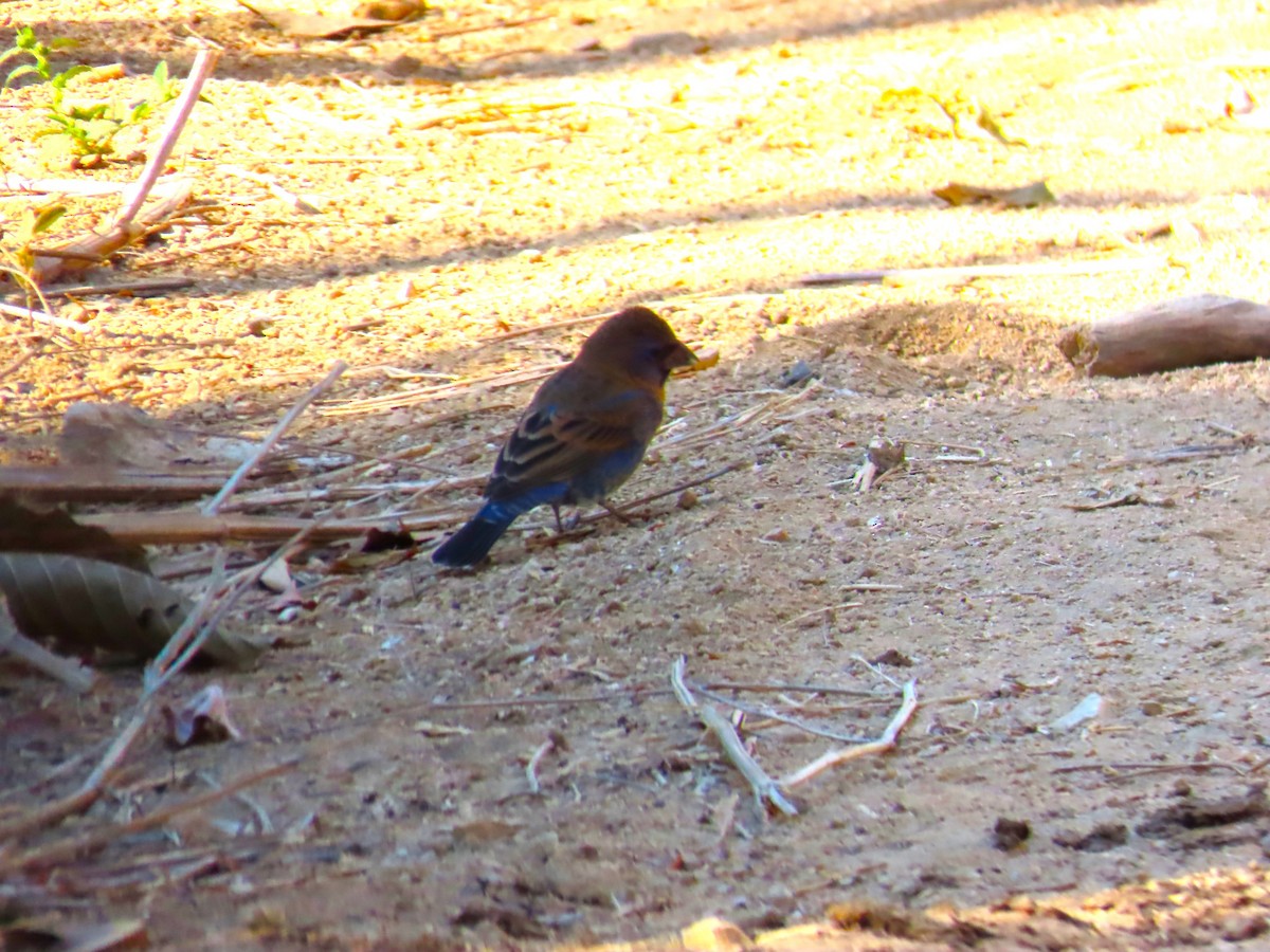 Blue Grosbeak - ML632004459