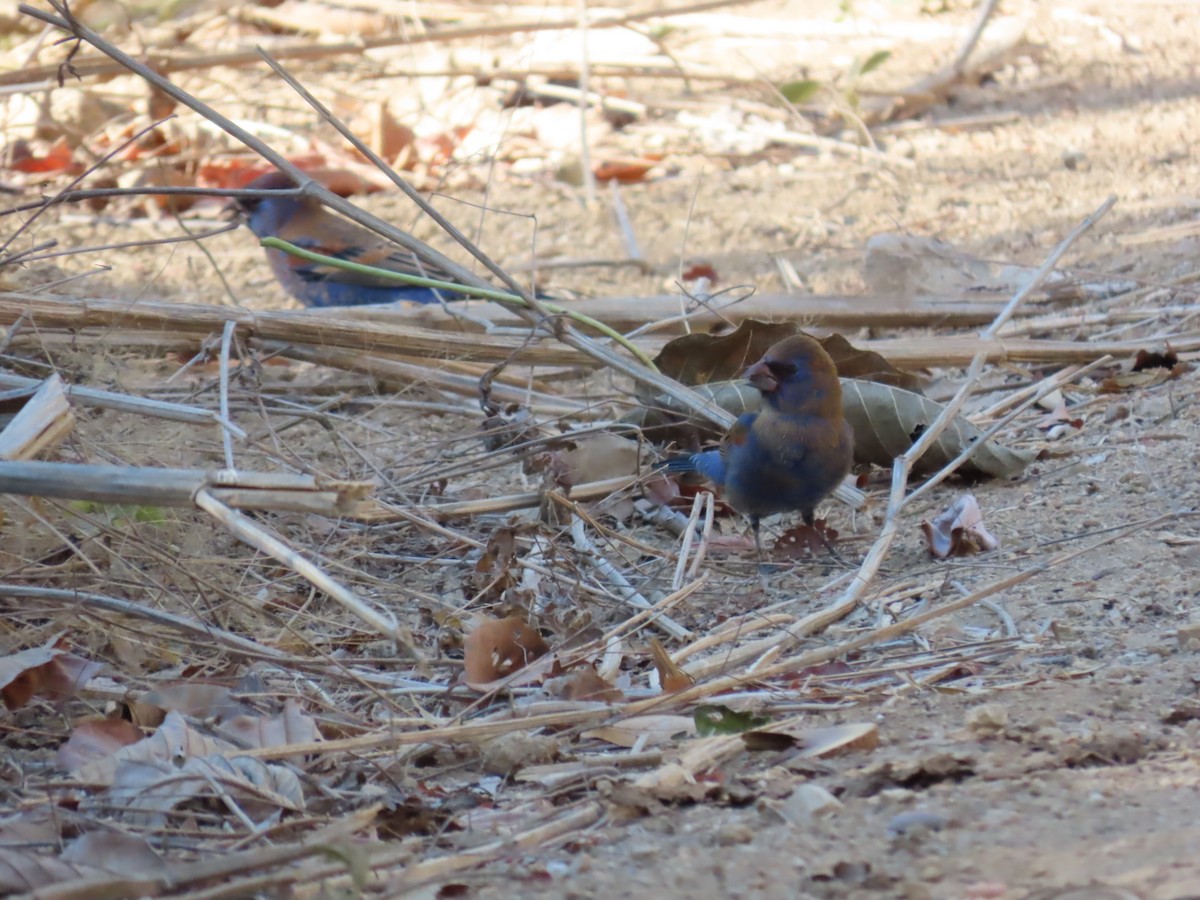 Blue Grosbeak - ML632004460