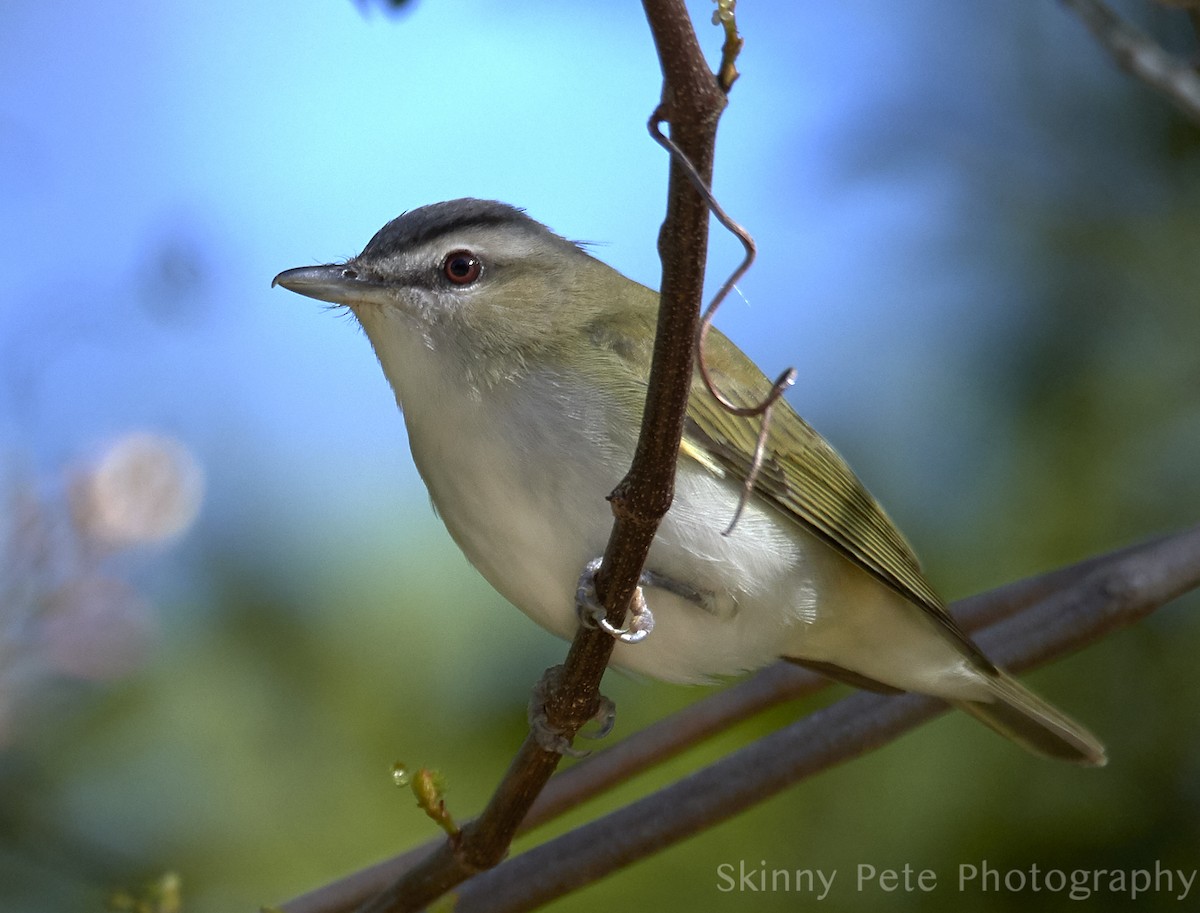 Red-eyed Vireo - ML632004496