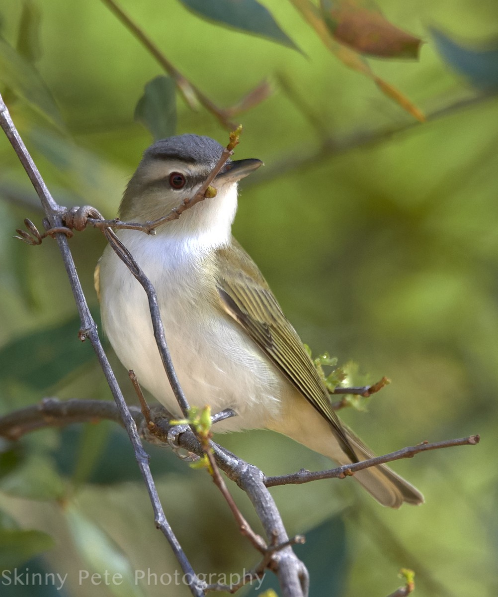 Red-eyed Vireo - ML632004497