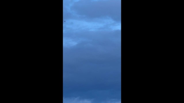 Short-eared Owl - ML632004568