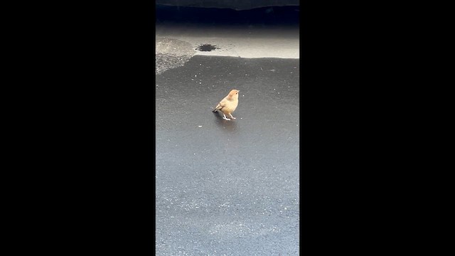 California Towhee - ML632004777