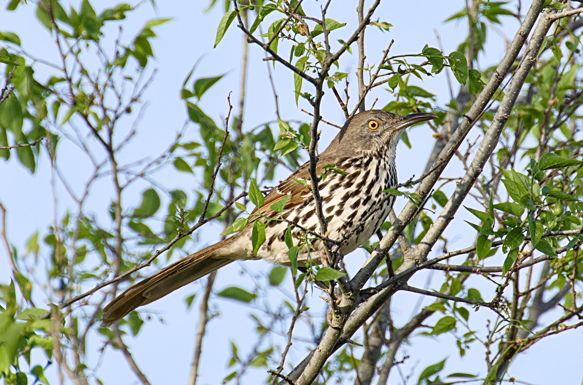 Long-billed Thrasher - ML632004829