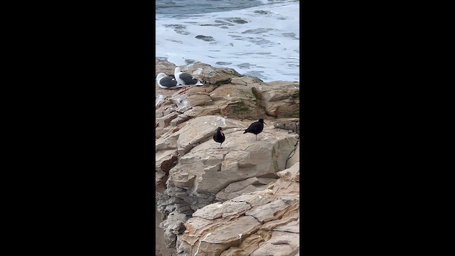 Black Oystercatcher - ML632004876