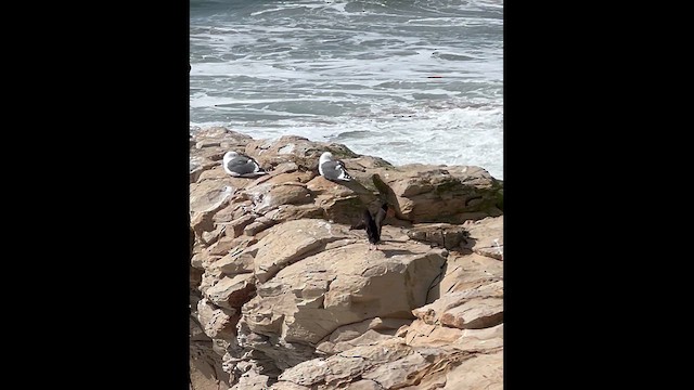 Black Oystercatcher - ML632004878