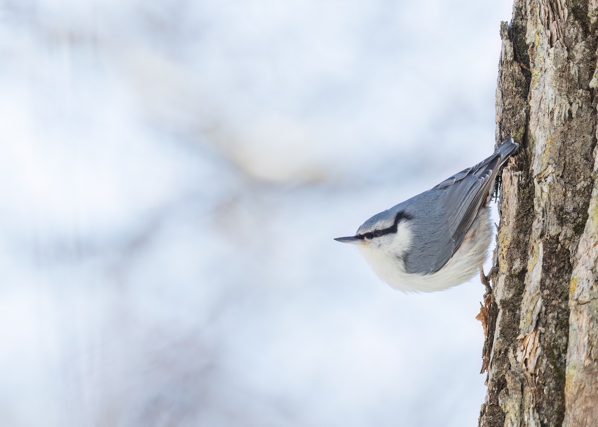 Eurasian Nuthatch - ML632004956