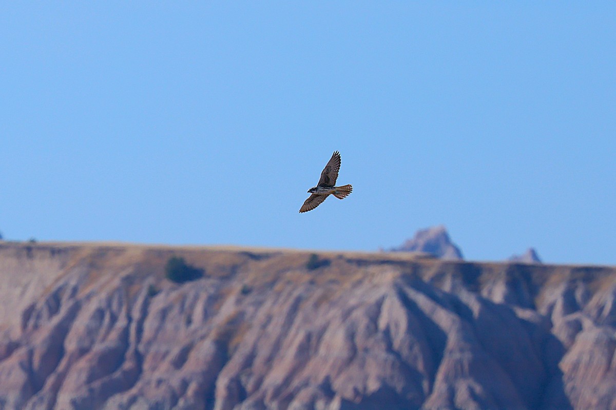 Prairie Falcon - ML632005000