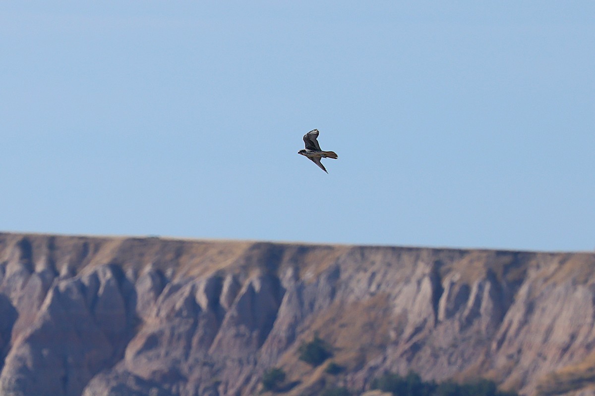 Prairie Falcon - ML632005001