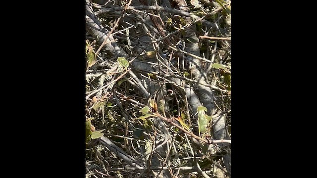 Townsend's Warbler - ML632005035