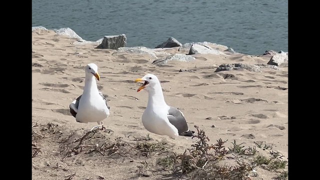 Western Gull - ML632005176