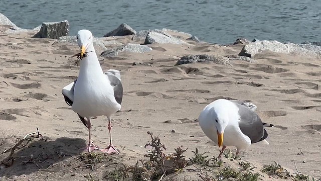 Western Gull - ML632005185