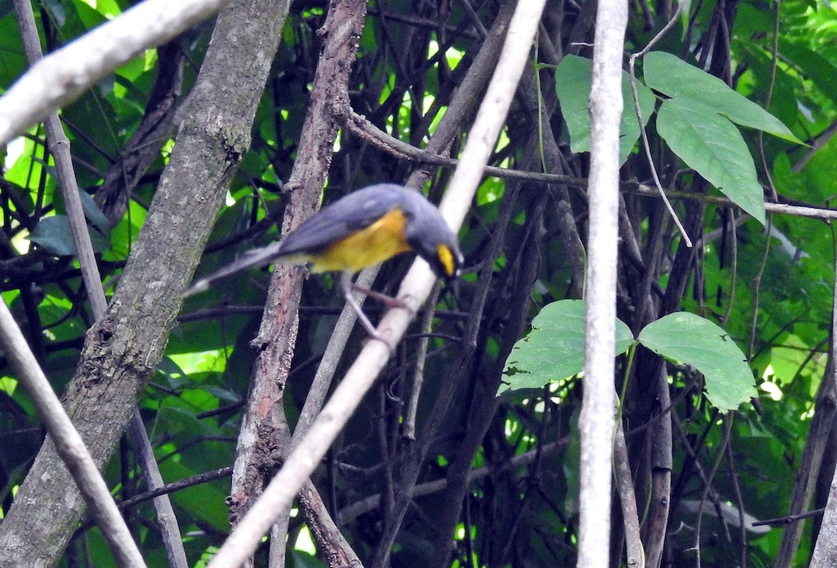 Fan-tailed Warbler - ML63200521