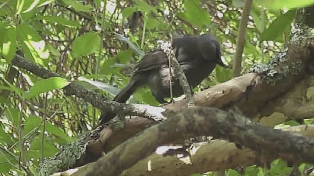 North Island Kokako - ML632005262