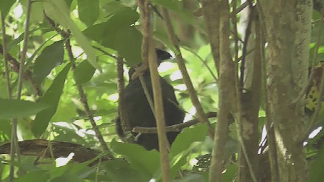 North Island Kokako - ML632005264