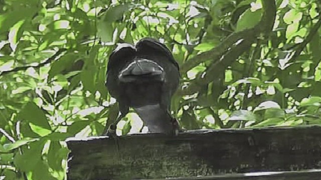 North Island Kokako - ML632005273