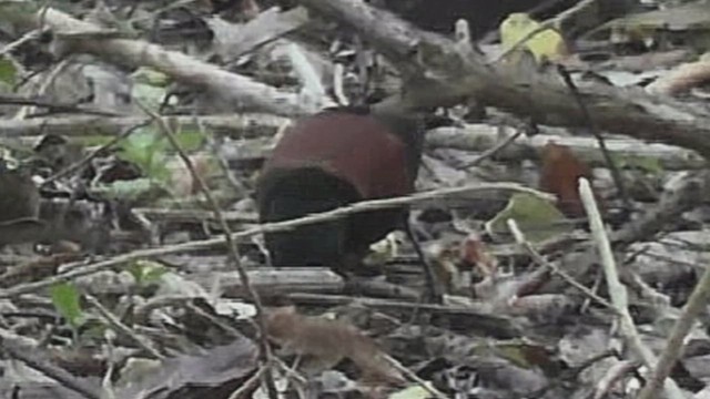 North Island Saddleback - ML632005275