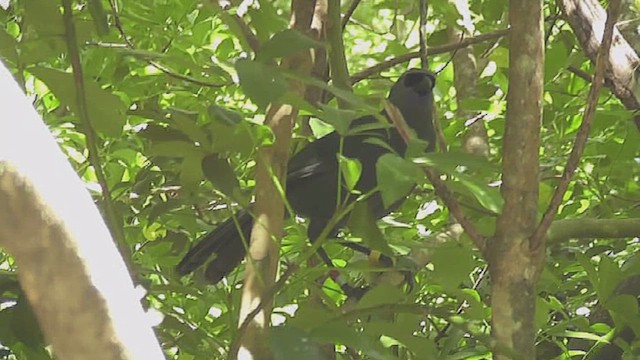 North Island Kokako - ML632005277