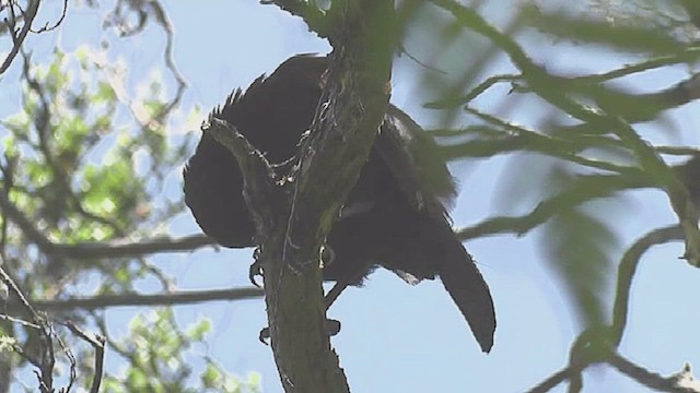 North Island Saddleback - ML632005285
