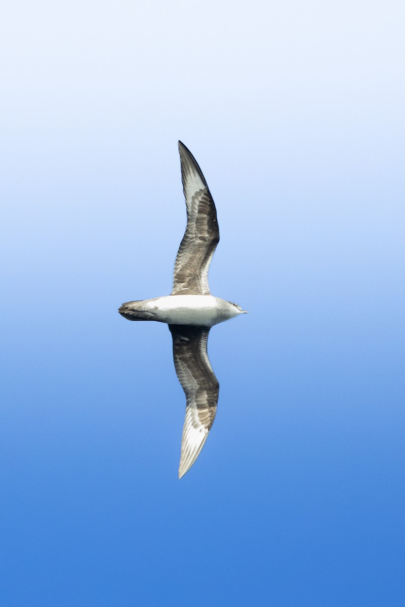 Herald Petrel - ML632005299