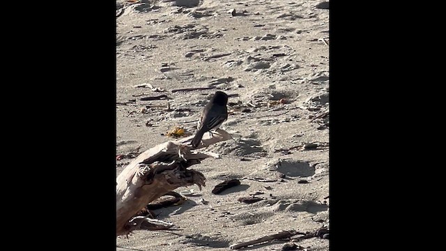 Black Phoebe - ML632005355