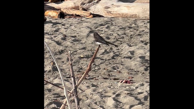 Black Phoebe - ML632005356