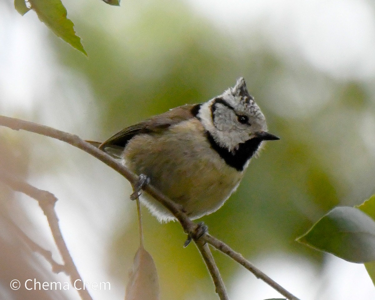 Crested Tit - ML632005378