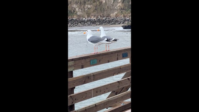 Western Gull - ML632005393