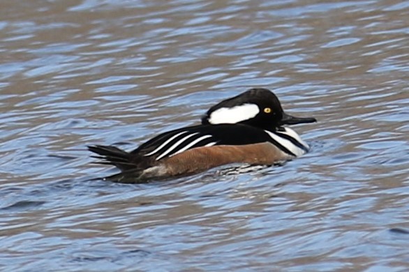 Hooded Merganser - ML632005403