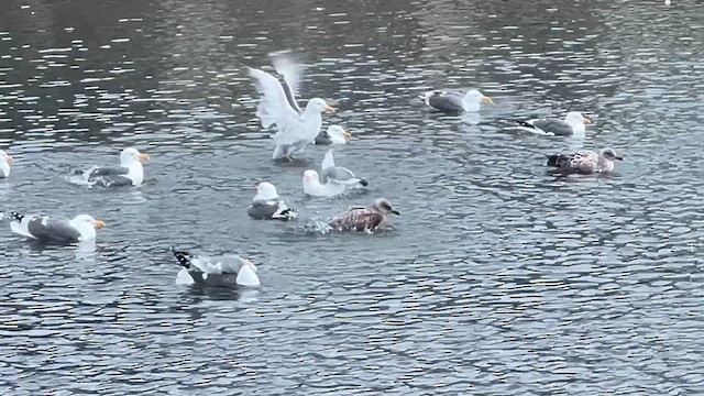 Western Gull - ML632005461