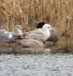 Iceland Gull (Thayer's) - ML632005625