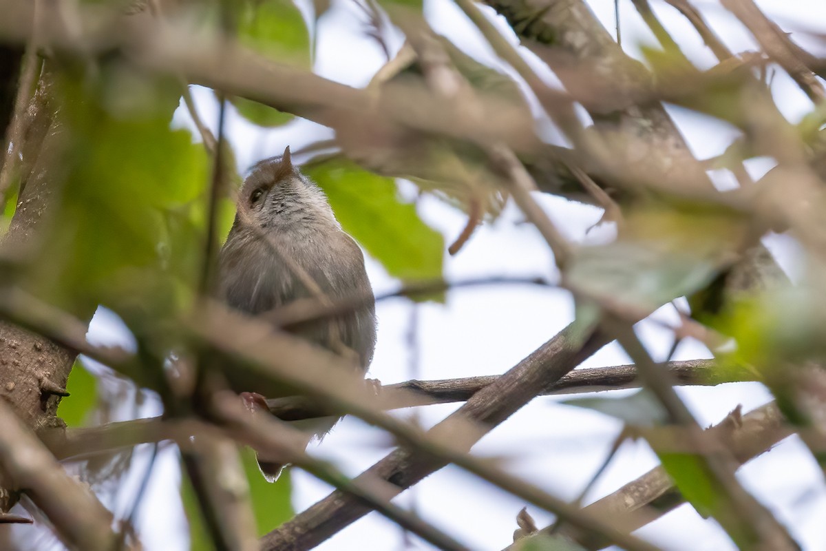 White-browed Crombec - ML632005740