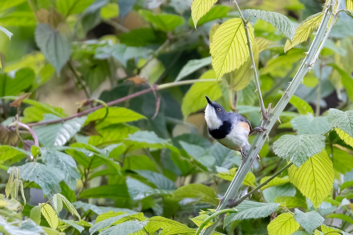 Black-collared Apalis - ML632005843