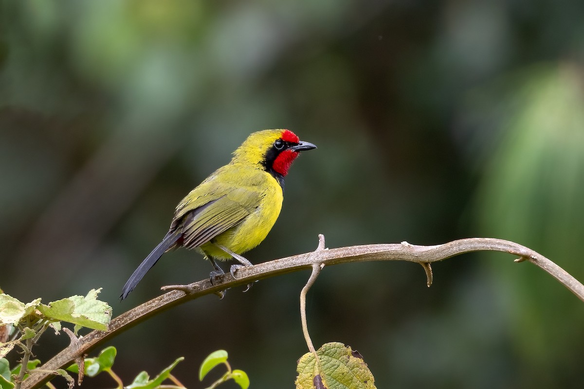 Gonolek de Doherty - ML632005853