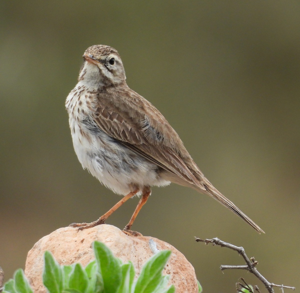 Berthelot's Pipit - ML632005945