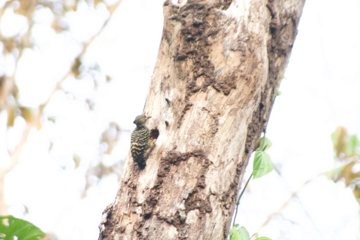Buff-rumped Woodpecker - ML632005957