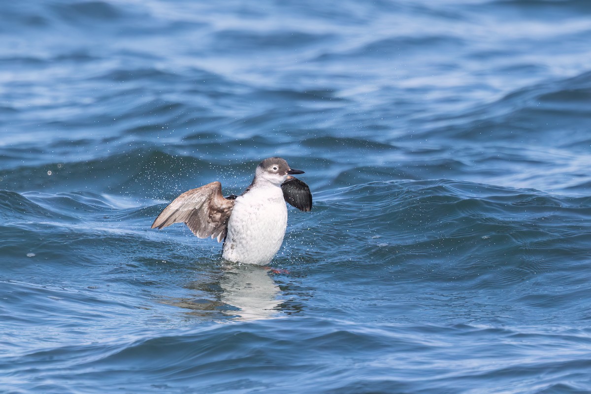 Spectacled Guillemot - ML632006015