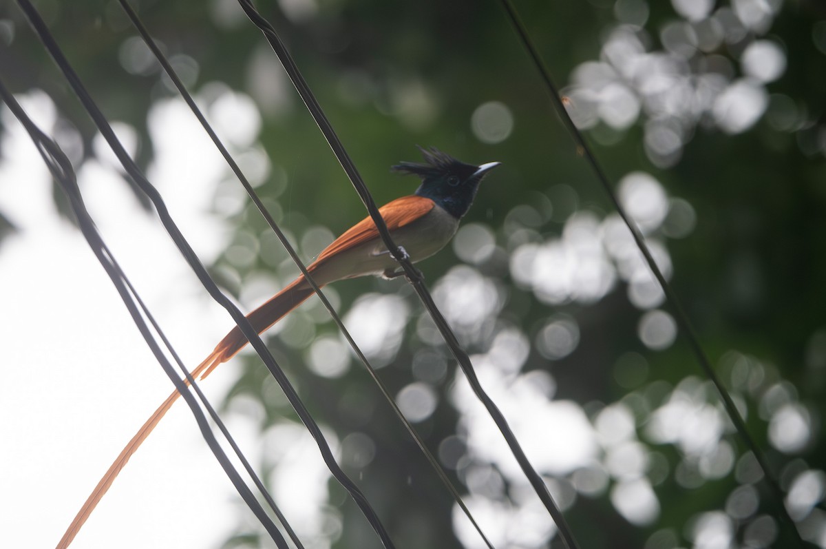 Indian Paradise-Flycatcher - ML632006313
