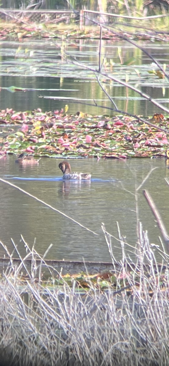 Canvasback - ML632006339