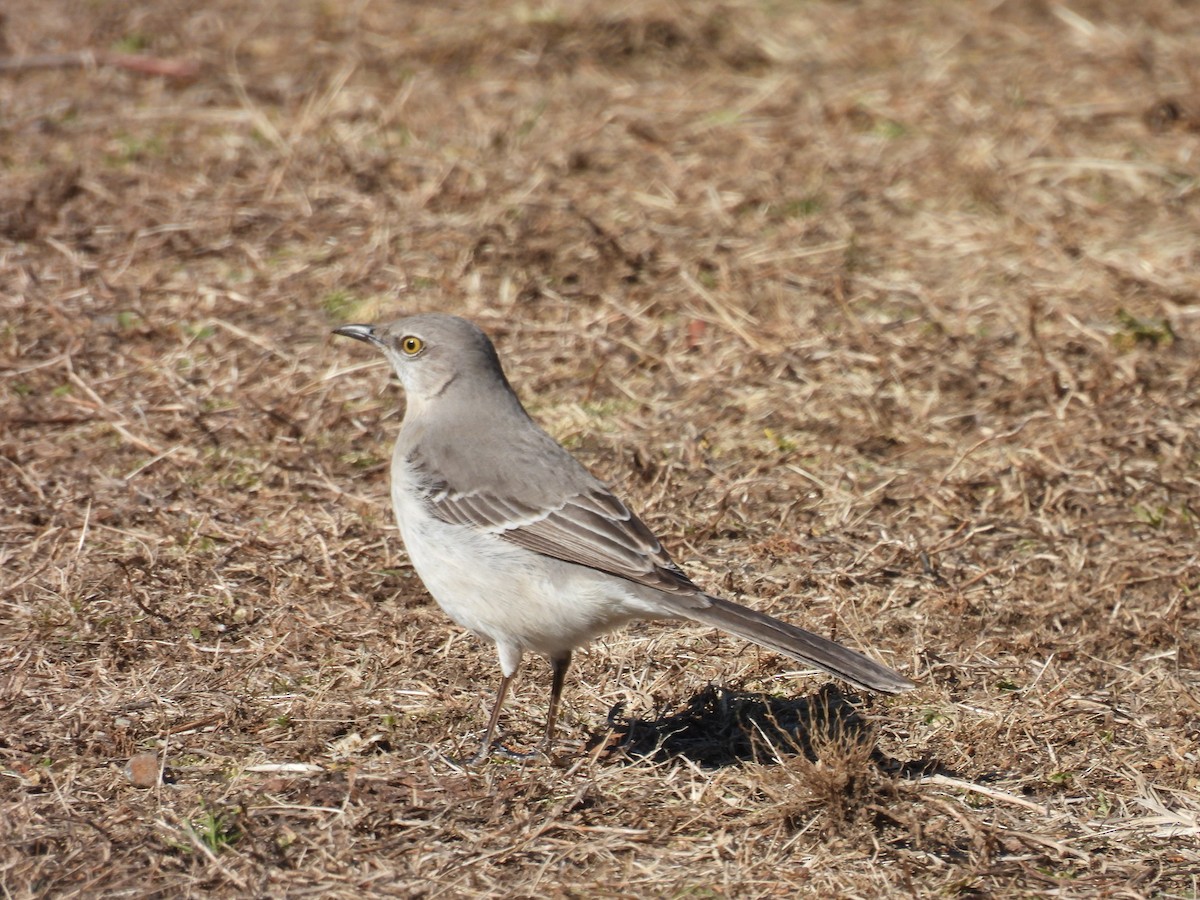 sangspottefugl - ML632006705