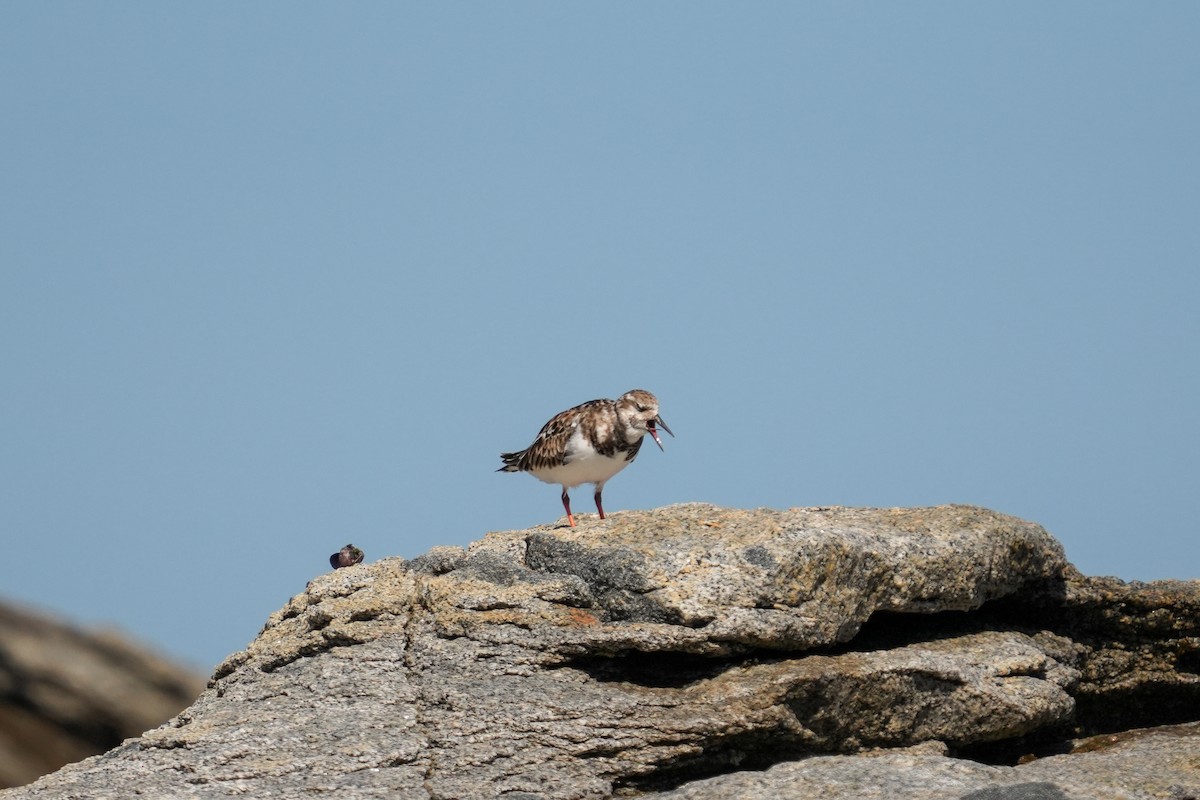 Ruddy Turnstone - ML632006731