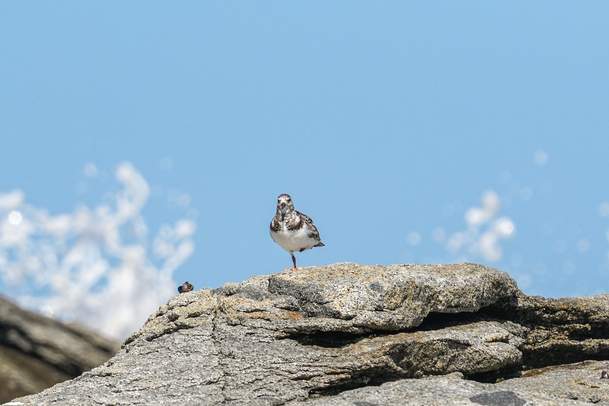 Ruddy Turnstone - ML632006733